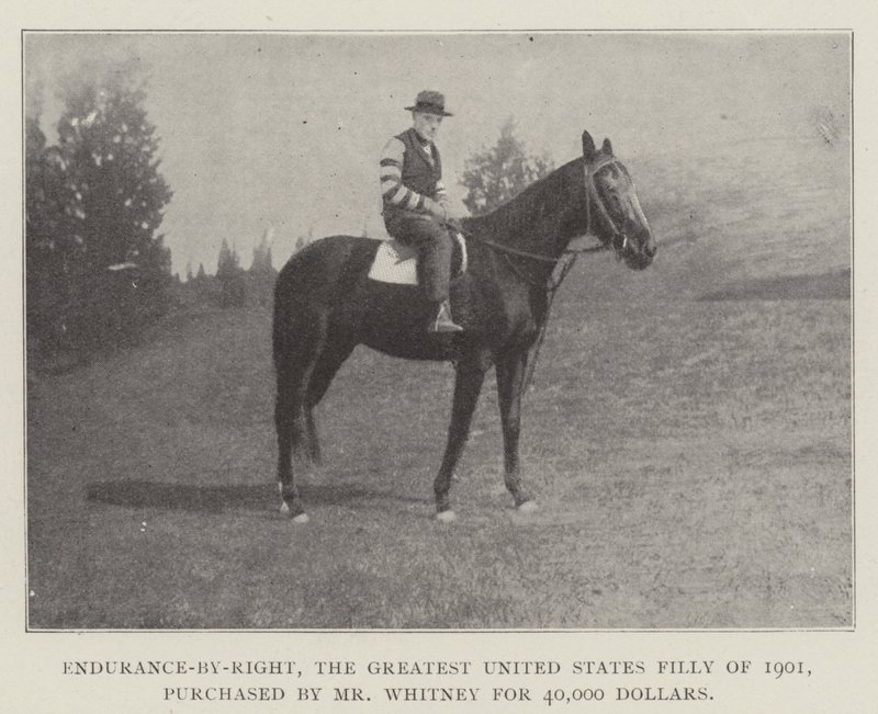 Az Endurance-by-Right, az Egyesült Államok 1901-es legnagyobb kancsója, Whitney úr vásárolta meg 40 000 dollárért alkotó: English Photographer