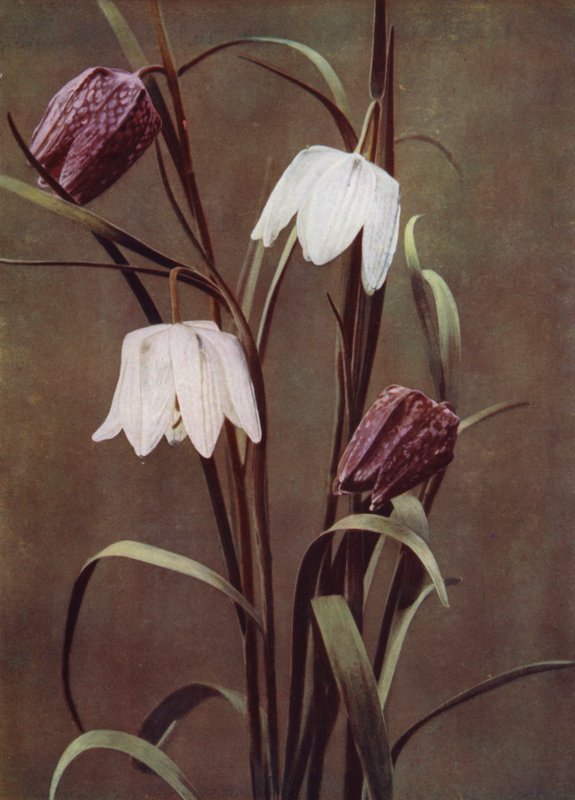 Fritillaries (fotó) alkotó: English Photographer