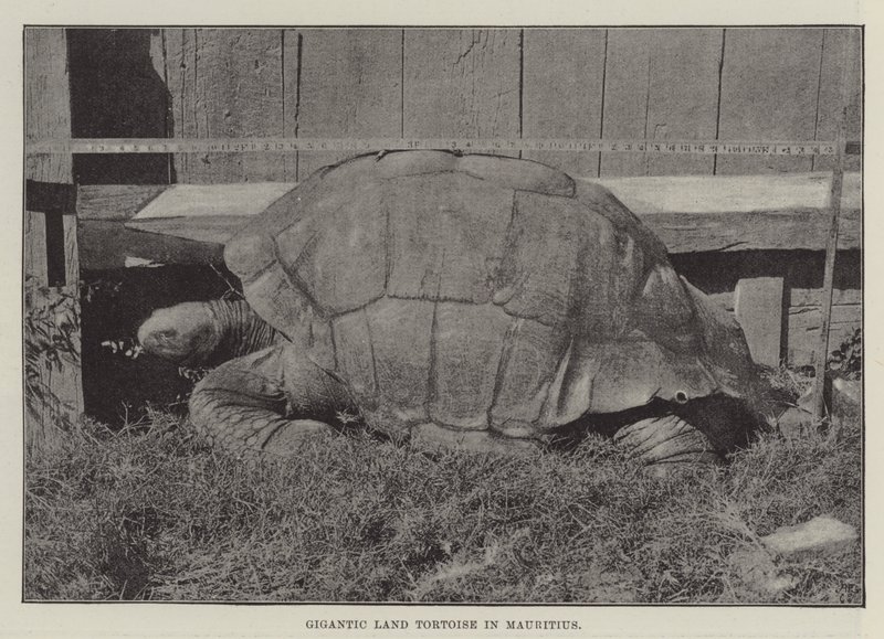 Gigantikus szárazföldi teknős Mauritiuson alkotó: English Photographer