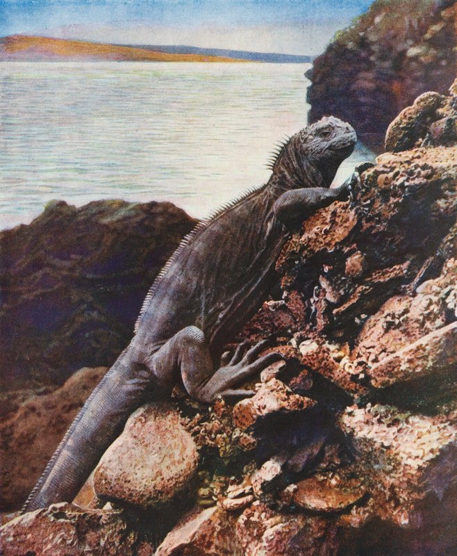 Nagy tengeri leguán az egyik Galápagos-szigeten (színes fotó) alkotó: English Photographer