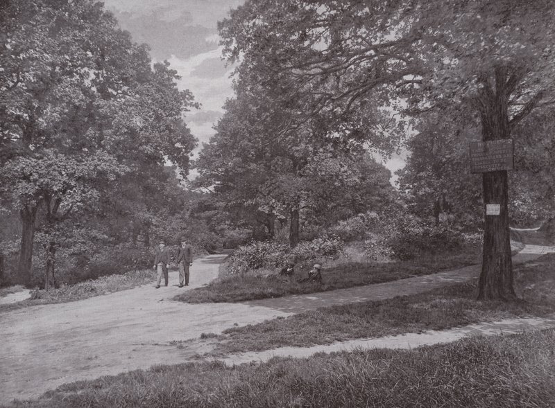Queens Woodban, Highgate-ben alkotó: English Photographer