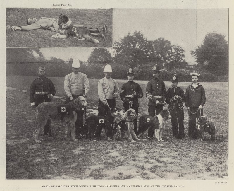 A főbb Richardsonok kutyákkal kísérleteznek felderítőként és mentősegítőként a Crystal Palace-ban alkotó: English Photographer