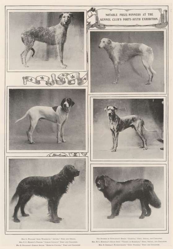 A Kennel Clubs Negyvenhatodik Kiállításának jelentős díjazottjai alkotó: English Photographer