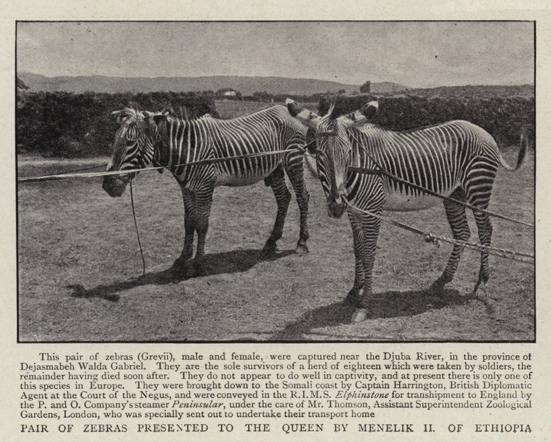 Zebrapárt az etióp II. Menelik ajándékozott a királynőnek alkotó: English Photographer