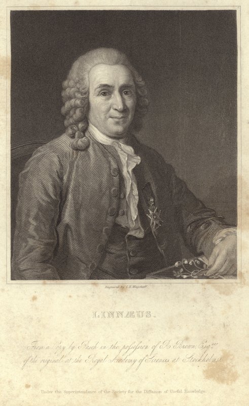 Carl Linnaeus portréja alkotó: English Photographer