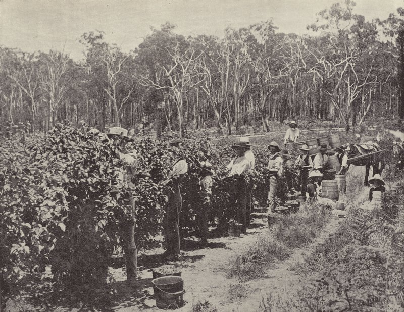 Málnaszedők munkában, Wandin Yallock alkotó: English Photographer
