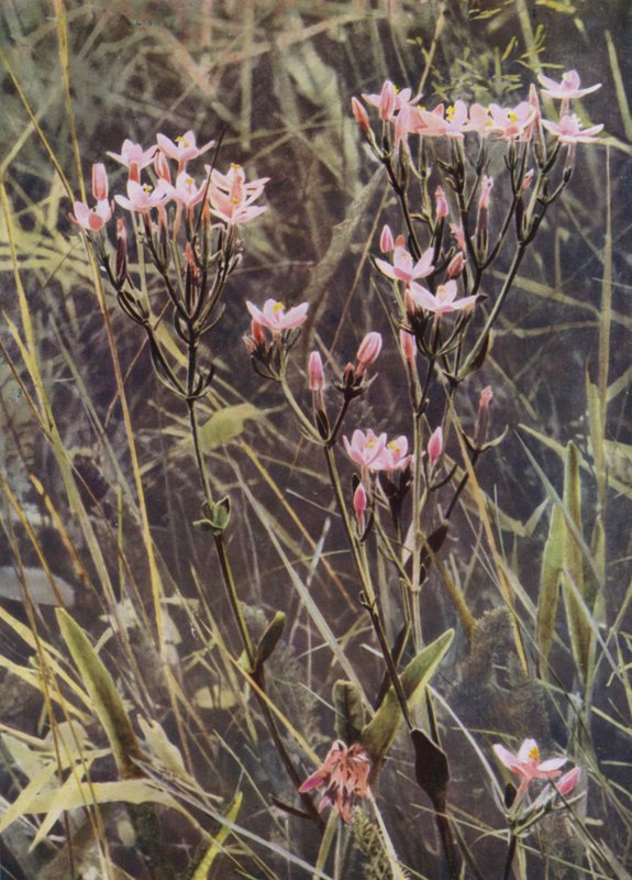 Red Centaury (fotó) alkotó: English Photographer