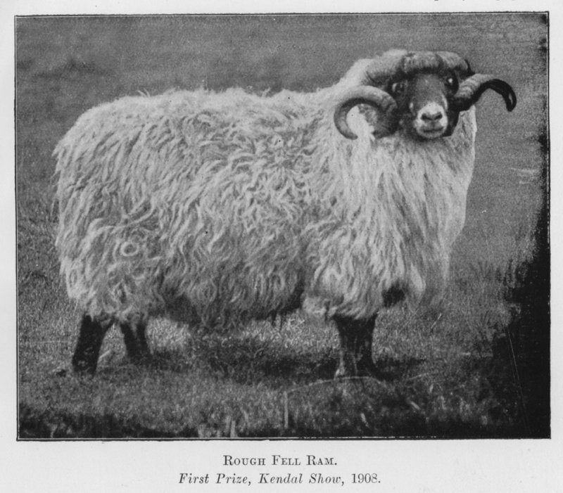 Rough Fell Ram, első díj, Kendal Show alkotó: English Photographer