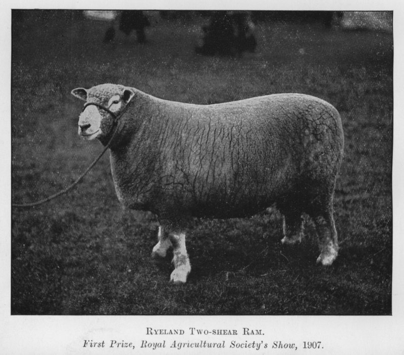 Ryeland kétnyíró kos, első díj, Royal Agricultural Society kiállítása alkotó: English Photographer