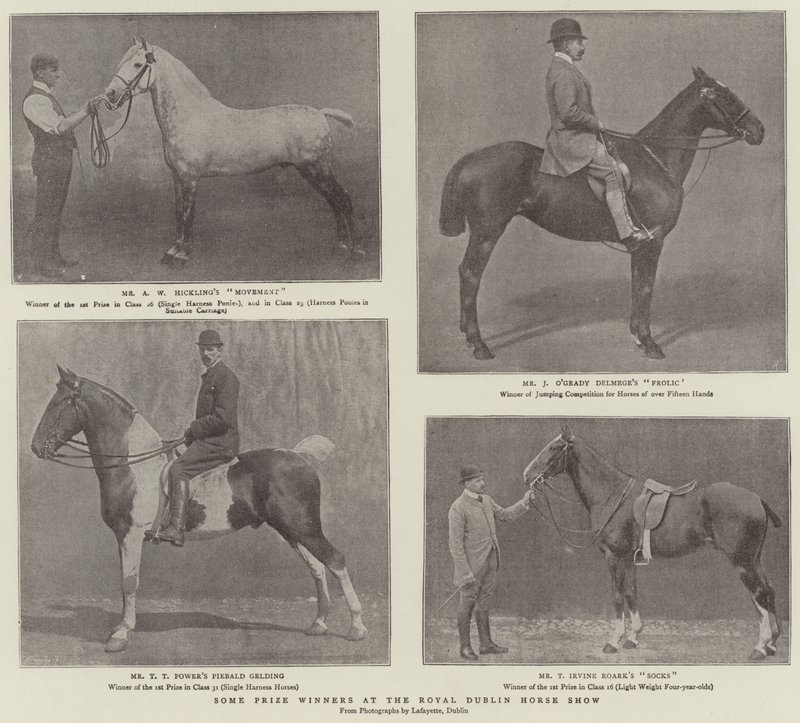 Néhány díjnyertes a Royal Dublin Horse Show-n alkotó: English Photographer