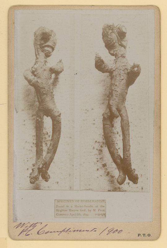 Torma példány alkotó: English Photographer