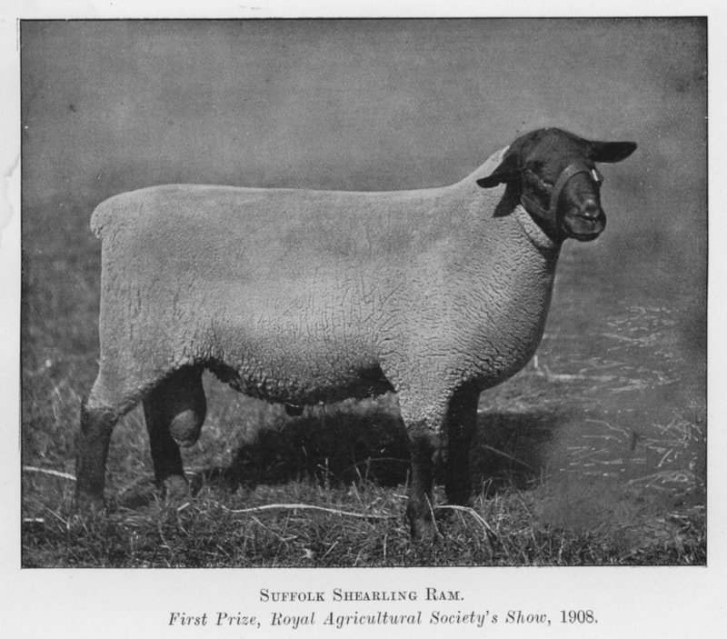 Suffolk Shearling Ram, első díj, Királyi Mezőgazdasági Társaság kiállítása alkotó: English Photographer