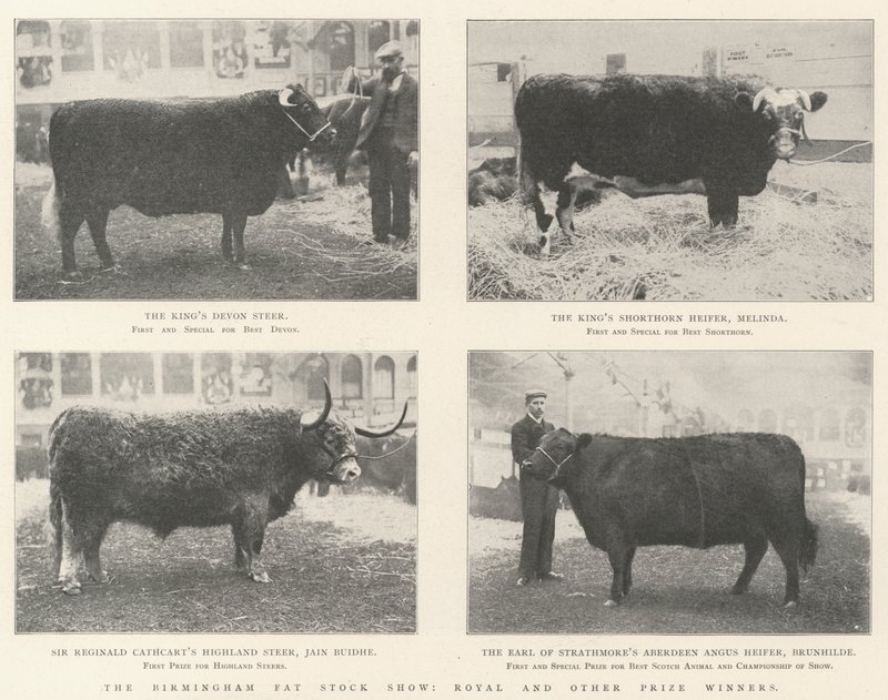 Birmingham Fat Stock Show, királyi és más díjnyertesek alkotó: English Photographer