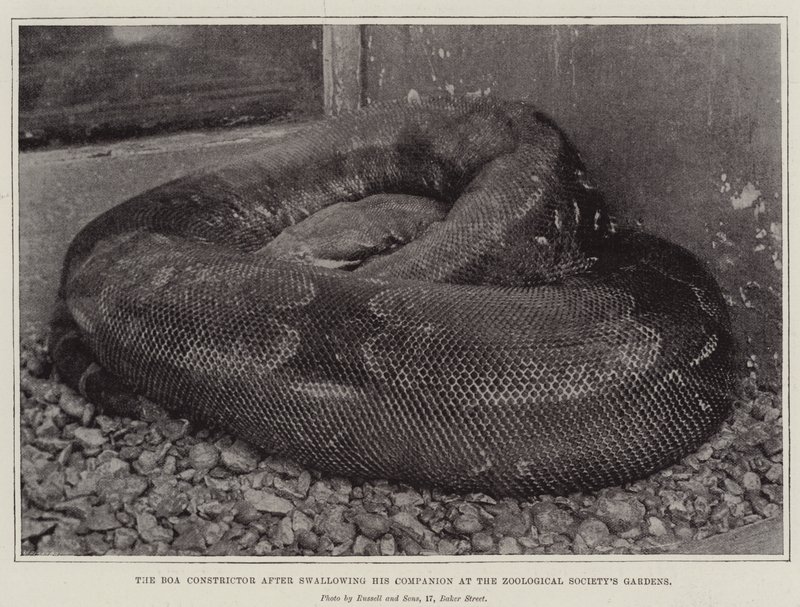 A Boa Constrictor, miután lenyelte társát a Zoological Society Gardensben alkotó: English Photographer