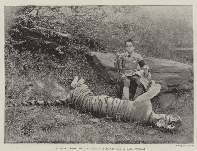 Az első tigris, amelyet Bughwan Singh herceg lőtt, tizenkét éves alkotó: English Photographer
