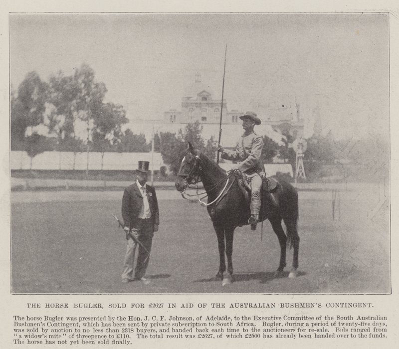 A Horse Bugler, 2627 GBP-ért kelt el az ausztrál bushmens kontingens segélyszolgálatában, Adelaide-ben. Illusztráció a The Illustrated London News számára, 1900. május 26 alkotó: English Photographer