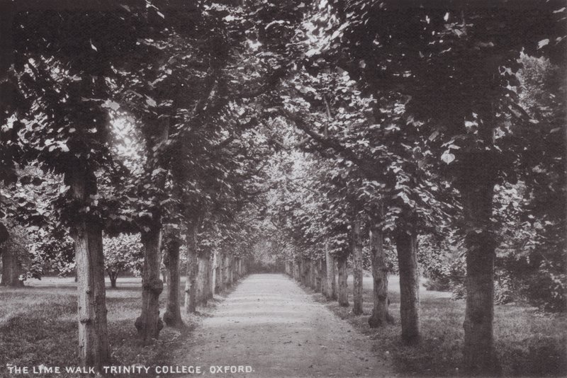 A Lime Walk, Trinity College, Oxford alkotó: English Photographer