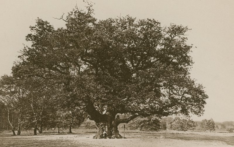 The Major Oak, Sherwood Forest alkotó: English Photographer