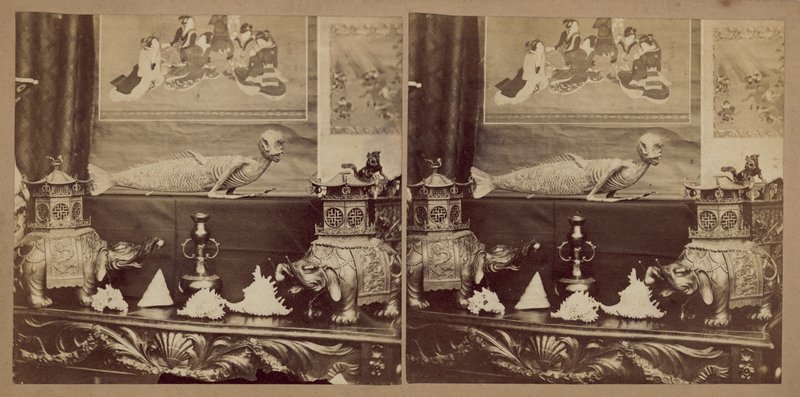 A japán majomhal alkotó: English Photographer