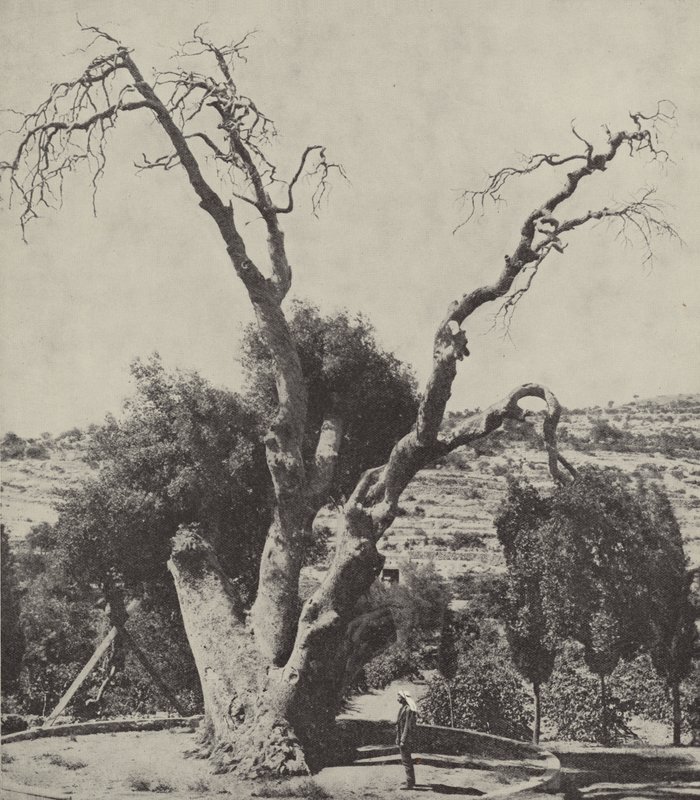 Mamre tölgye; Abraham Oak, ahol Ábrahám felütötte sátrát és oltárt épített alkotó: English Photographer