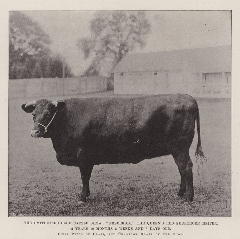 A Smithfield Club Cattle Show, Frederica, a Queens Red Shorthorn üsző, 2 éves 10 hónapos 2 hetes és 3 napos alkotó: English Photographer