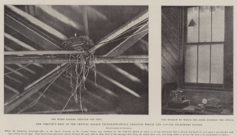 A rigófészek a Crystal Palace távíróirodában, amelyen keresztül a kupakkendős táviratok áthaladtak alkotó: English Photographer