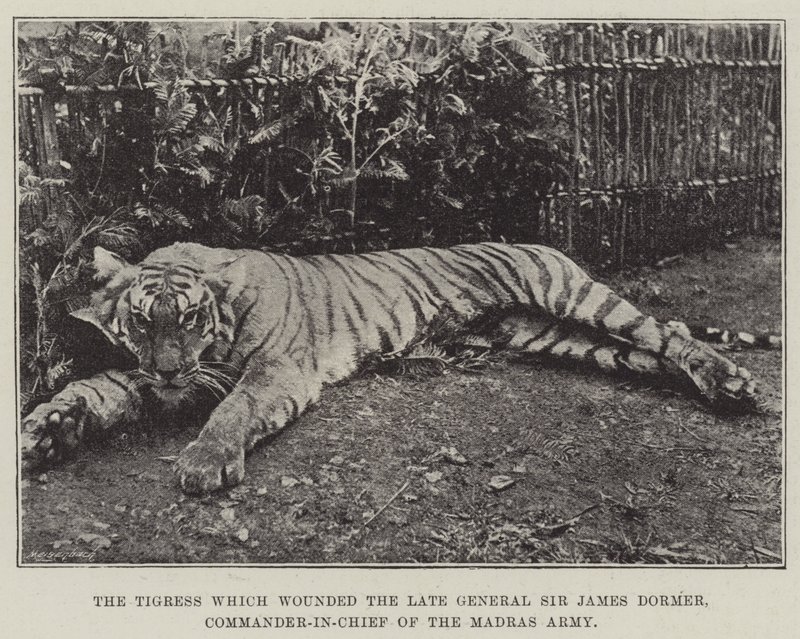 A Tigris megsebesítette a néhai Sir James Dormer tábornokot, a Madras-hadsereg főparancsnokát alkotó: English Photographer