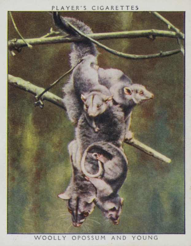 Állatkerti babák: Woolly Opossum és Young (fotó) alkotó: English Photographer