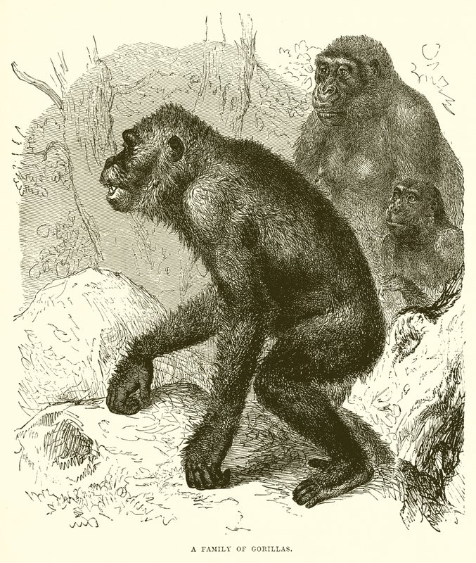 Gorilla család alkotó: English School