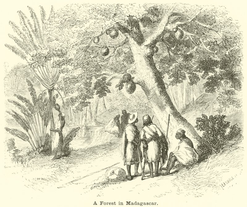 Egy erdő Madagaszkáron alkotó: English School