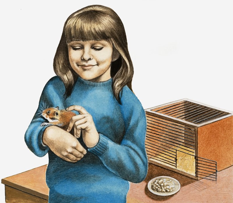 Egy lány és a hörcsöge alkotó: English School