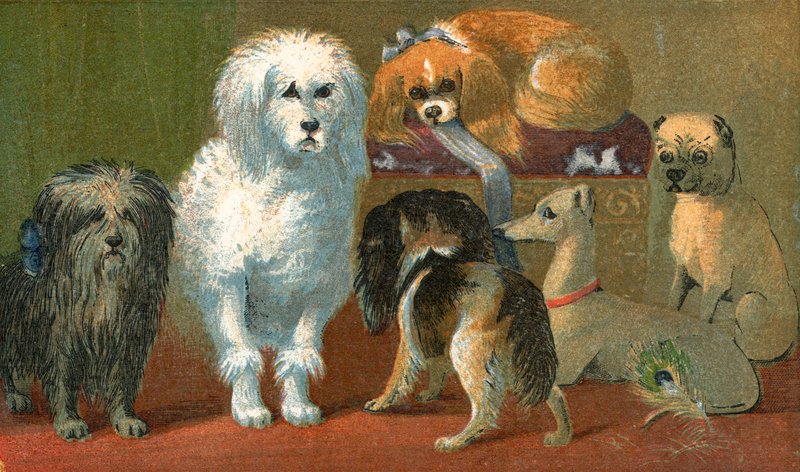 Egy Skye terrier, francia uszkár, két spániel, olasz agár és egy mopszkutya alkotó: English School