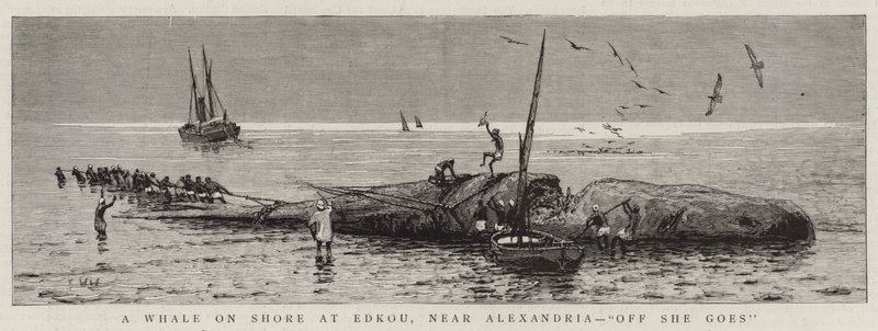 Egy bálna a parton Edkouban, Alexandria közelében, "Off She go" (metszet) alkotó: English School