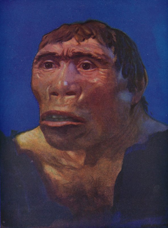 A Java Man rekonstrukciója alkotó: English School