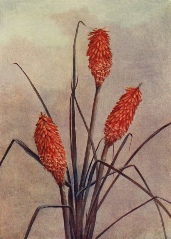 Pompás fáklyavirág, Kniphofia Corallina Superba (színes litográfia) alkotó: English School