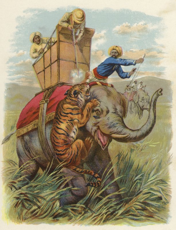 Tigris kutya Indiában (chromolitho) alkotó: English School