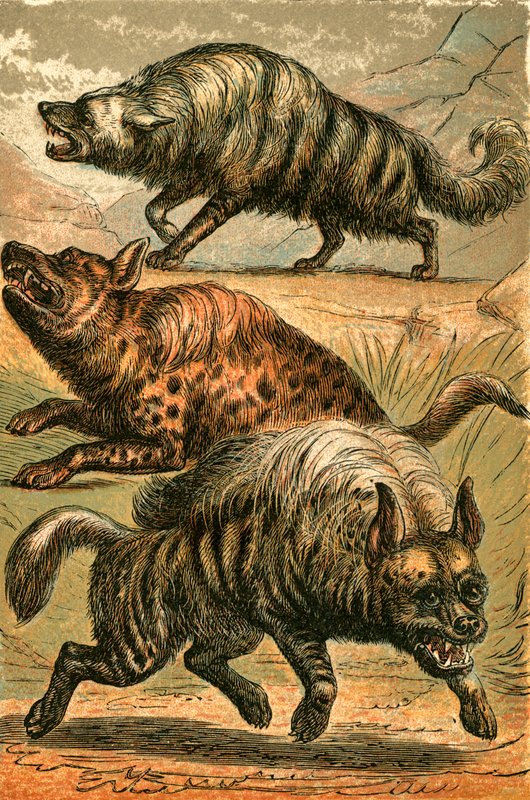 Aard Wolf, Foltos hiéna és csíkos hiéna alkotó: English School