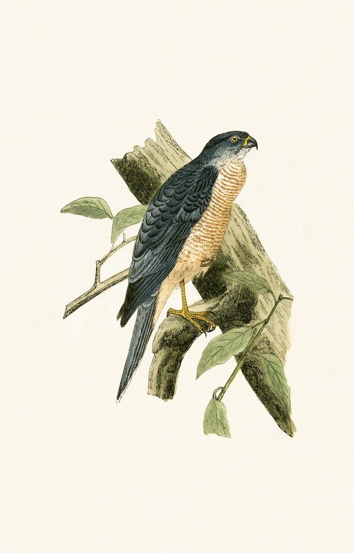 Accipiter Sphenurus, Charles Robert Bree (1811-86) „A Brit-szigeteken nem megfigyelt európai madarak története” című illusztrációja, 1867. alkotó: English School