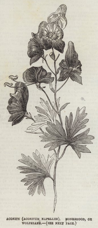 Aconite (Aconitum Napellus), Monkshood vagy Wolfsbane (metszet) alkotó: English School