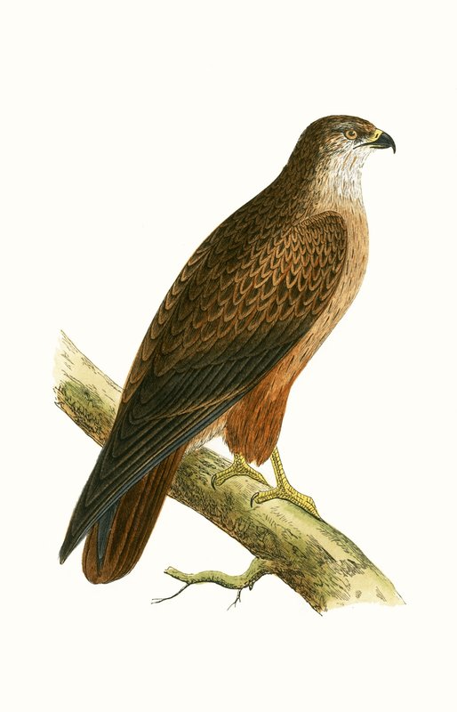 Afrikai ölyv, illusztráció Charles Robert Bree (1811-86) „Európa madarainak története, amelyeket nem figyeltek meg a Brit-szigeteken” című művéből, 1867-ben alkotó: English School