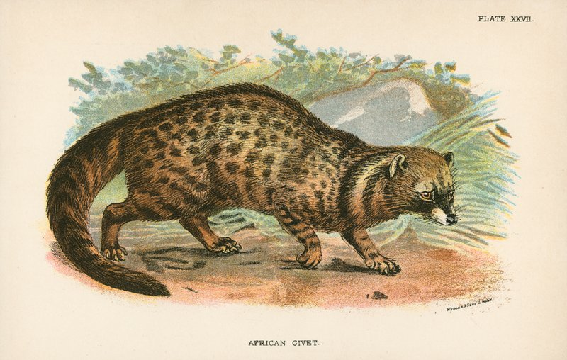 Afrikai cibet alkotó: English School
