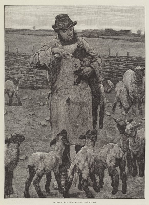 Mezőgazdasági jelenetek, március, bárányok etetése (metszet) alkotó: English School