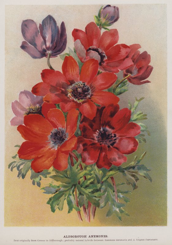 Aldborough Anemones alkotó: English School