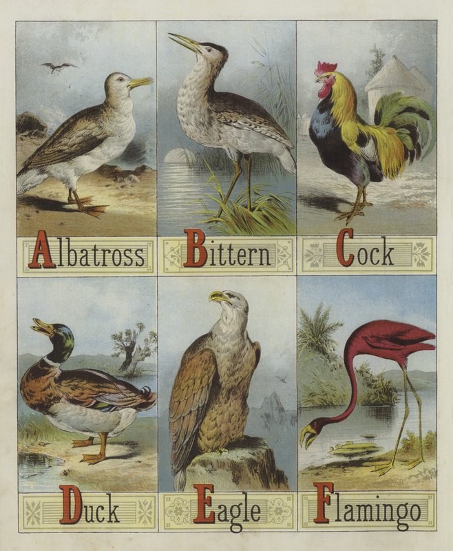 Madarak ábécéje (színes litó) alkotó: English School