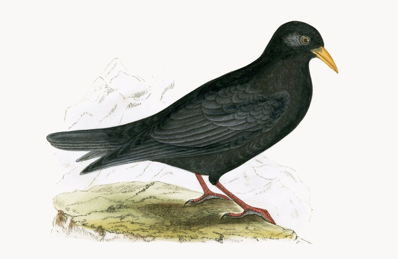 Alpine Chough, Charles Robert Bree (1811-86) 1867-ben megjelent „Európa madarainak története, amelyeket nem figyeltek meg a Brit-szigeteken” című művéből. alkotó: English School