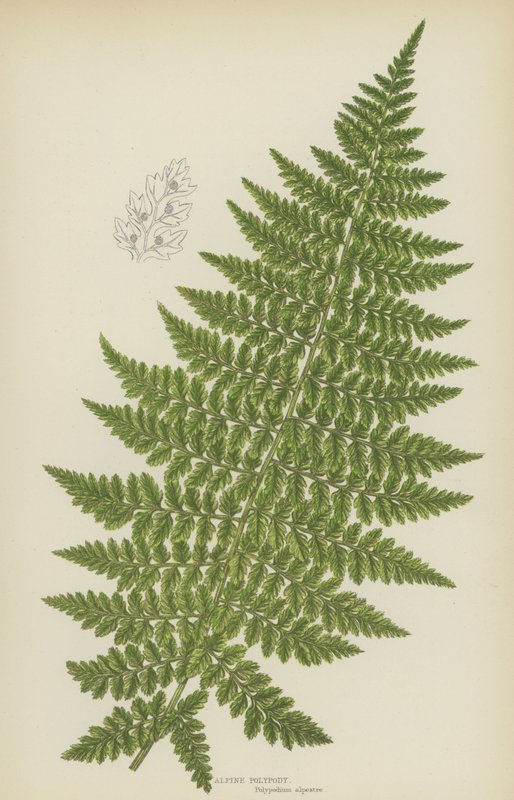 Alpesi polipody (színes litho) alkotó: English School