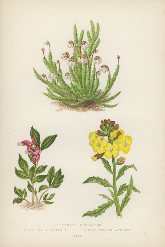 Andromeda hypnoides; Polygala Paucifolia; Cheiranthus Alpinus (színes litográfia) alkotó: English School