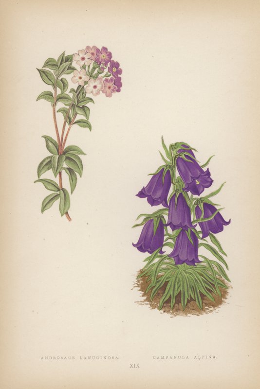 Androsace Lanuginosa; Campanula Alpina (színes litho) alkotó: English School
