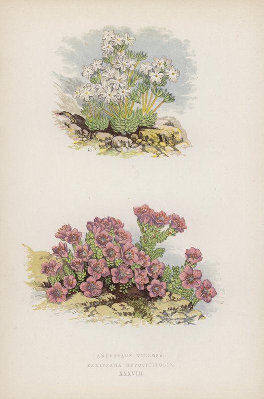 Androsace Villosa; Saxifraga Oppositefolia (színes litho) alkotó: English School