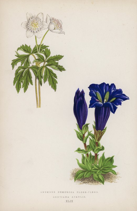 A fás kökörcsin telt virágú; Gentiana Acaulis (színes litó) alkotó: English School